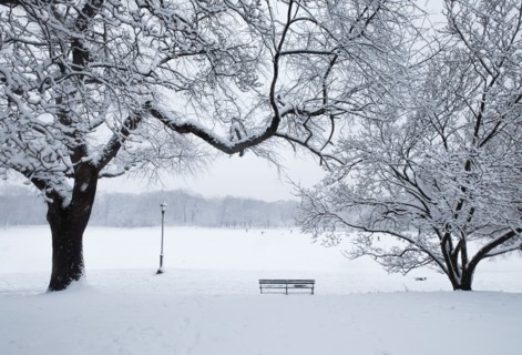 Bench and bare trees covered with snow in Brooklyn Prospect Park, New York, New York, USA