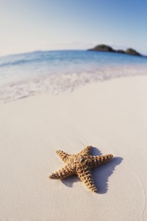 Starfish on sandy topical beach, St. John, United States Virgin Islands, USA