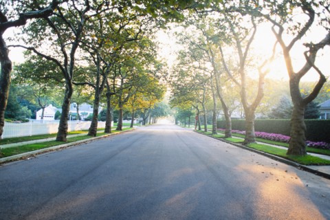 Empty treelined suburban street in morning light, Spring Lake, New Jersey, USA