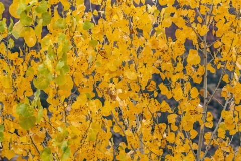 Tree branches with yellow fall leaves , , Utah, USA