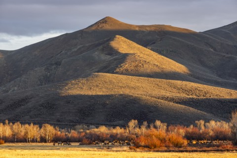 Herd of elks grazing in field at foothills at sunset, Bellevue, Idaho, USA