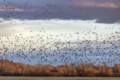 Flock of migrating mallard ducks flying over fields and trees at sunset, Bellevue, Idaho, USA