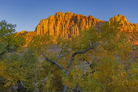 Red sandstone cliffs with tree in foreground in autumn in Zion National Park, Springdale, Utah, USA