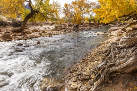 Virgin River flowing through Zion National Park in autumn, , Utah, USA