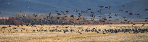Migrating mallard duck in flight over fields, Bellevue, Idaho, USA