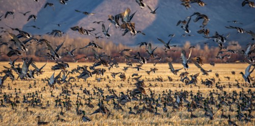 Migrating mallard duck in flight over fields, Bellevue, Idaho, USA