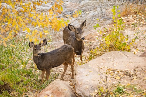 Mule deer standing near Virgin River in Zion National Park, , Utah, USA