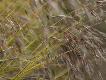 Close-up of tall grass in meadow, Te Anau, Fiordland, New Zealand
