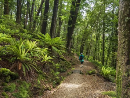 Rear view of hiker on footpath in forest in Fiordland National Park, Te Anau, Fiordland, New