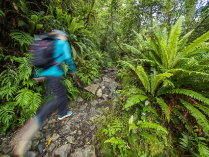 Hiker on rocky footpath in forest in Fiordland National Park, blurred motion, Te Anau, Fiordland,
