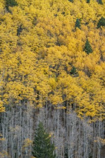 Usa, New Mexico, Santa Fe, Aspen trees in Fall colors in Sangre De Cristo Mountains, Santa Fe, New