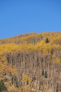 Usa, New Mexico, Santa Fe, Aspen trees in Fall colors in Sangre De Cristo Mountains, Santa Fe, New
