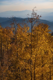 Usa, New Mexico, Santa Fe, Aspen trees in Fall colors in Sangre De Cristo Mountains, Santa Fe, New