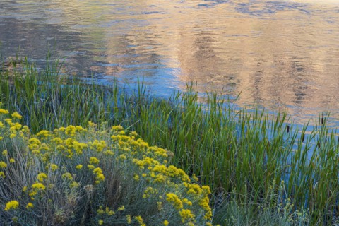 Usa, New Mexico, Abiquiu, Rio Chama, Blooming bushes and grass growing at Chama River, Abiquiu, New