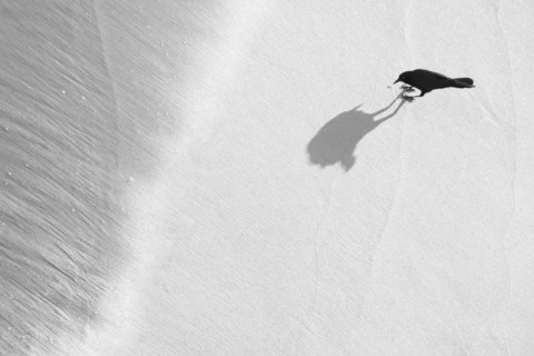 Overhead view of Grackel casting shadow on white sand, Surf City, North Carolina, USA