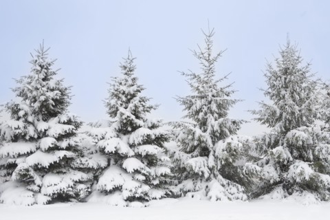 USA, New Jersey, Mendham, Norway Spruce trees covered with snow in winter, Mendham, New Jersey, USA