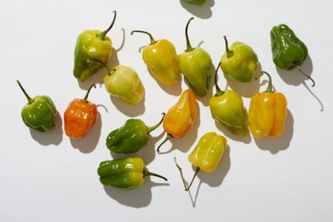Overhead view of Habanero Peppers on white background, New York, New York, USA