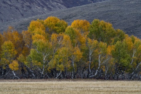 USA, Idaho, Bellevue, Trees and field in Fall season near Sun Valley, Bellevue, Idaho, USA
