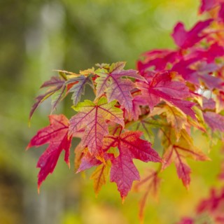 USA, Idaho, Bellevue, Close-up of red maple leaves in Fall near Sun Valley, Bellevue, Idaho, USA