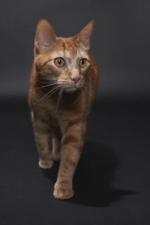 Studio portrait of ginger cat, Austin, Texas, USA