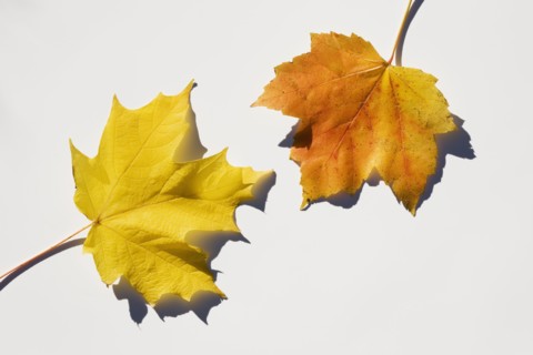 USA, New Jersey, Chatham, Orange and yellow autumn sugar maple leaves on white background, Chatham,