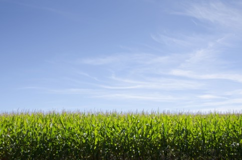 USA, New Jersey, Stillwater, Wispy clouds above cornfield, Stillwater, New Jersey, USA