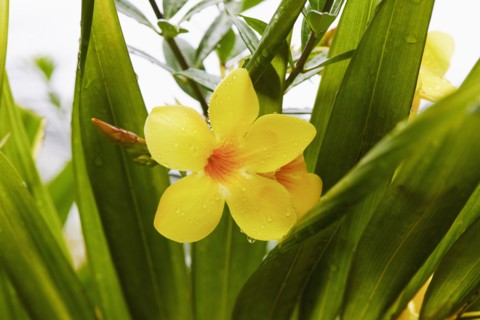 Close-up of tropical yellow flower and green leaves with raindrops, , St. John, US Virgin Islands