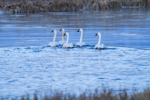 Trumpeter Swans floating on spring creek in winter, Bellevue, Idaho, USA