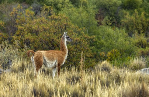 Wild guanaco in grassy field on Estancia Arroyo Verde, Estancia Arroyo Verde, Nequen Province,