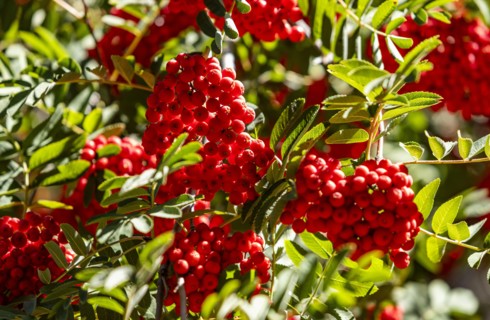 Close-up of bunches of red berries on mountain-ash, Estancia Arroyo Verde, Nequen Province,