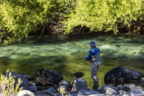 Rear view of man fly fishing for wild trout on Traful River, Estancia Arroyo Verde, Nequen