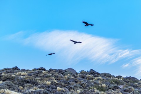 Argentina, Santa Cruz, El Chalten, Low angle view of Andean condors flying against sky, El Chalten,