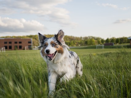 USA, Virginia, Blacksburg, Blue merle Australian Shepherd running in grassy field, Blacksburg,