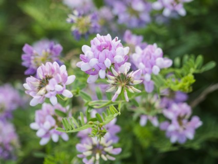 USA, Virginia, Blacksburg, Close-up of purple clover bloom, Blacksburg, Virginia, USA