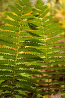 USA, Virginia, Mountain Lake Conservancy, Close-up of fern growing in forest in autumn, Mountain