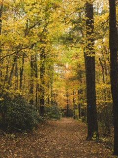 USA, Virginia, Blacksburg, Trees and footpath in forest in autumn, Blacksburg, Virginia, USA