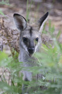 Kangaroo sitting in meadow, looking at camera
Kandos, New South Wales, Australia