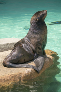 Sea lion sitting on rock in water
Vancouver, British Columbia, Canada