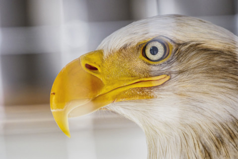 Close-up of head of Bald Eagle
Sitka, Alaska, USA
