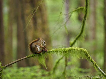 Squirrel sitting on moss covered branch, holding pine cone
Sitka, Alaska, USA
