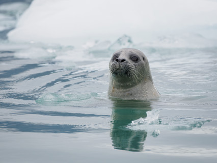 Seal in water near ice floe
Icy Bay, Alaska, USA