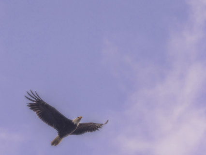 Bald eagle flying against sky
Kodiak Island, Alaska, USA