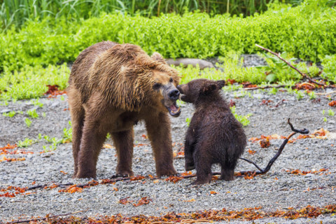 Brown bear adult with cub in meadow
Katmai National Park, Alaska, USA