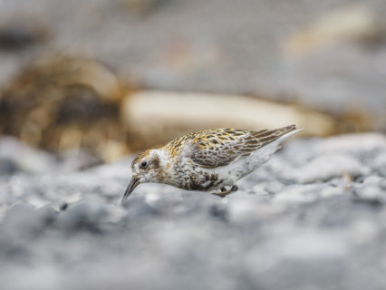 Rock sandpiper (Calidris ptilocnemis) feeding on rocks
St Matthew Island, Alaska, USA