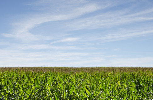 Wispy clouds above green cornfield
Stillwater, New Jersey, USA