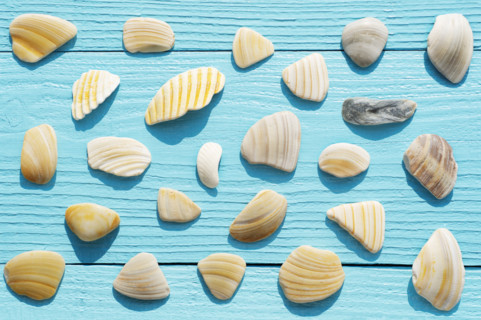 Overhead view of pieces of broken sea shells on blue wooden surface
Hampstead, North Carolina, USA