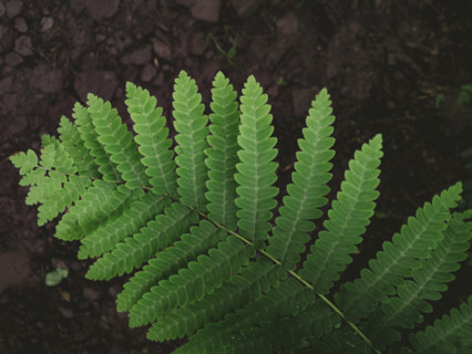 Close-up of green fern leaf
Blacksburg, Virginia, USA