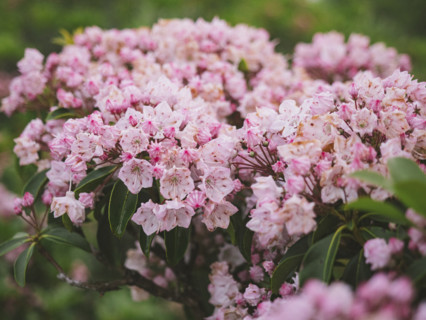 Close-up of pink blooming Mountain Laurel bush
Blacksburg, Virginia, USA