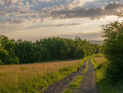 Two dogs on dirt road through meadow
Blacksburg, Virginia, USA