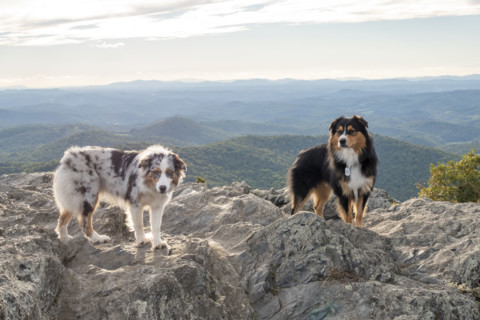 Two Australian Shepards on rocky mountain peak
Floyd, Virginia, USA
